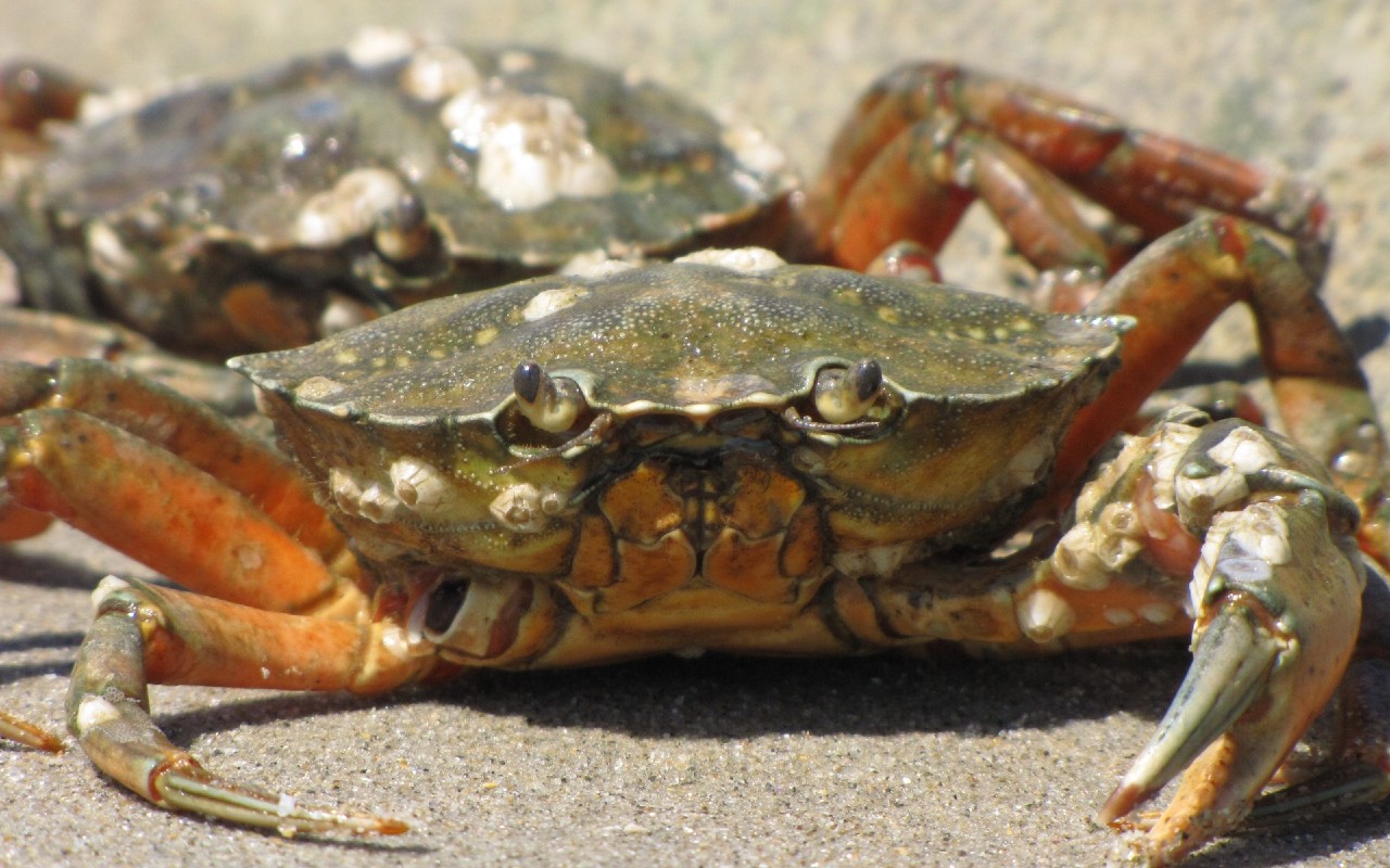 crostacei morti Inghilterra