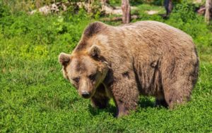 donna incontra orso arrestata