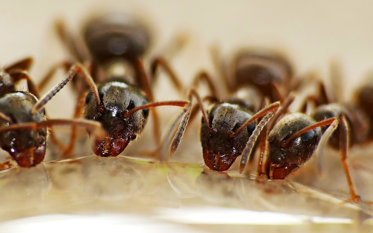 formiche parassitismo sociale