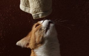 gatto annusa indumento usato