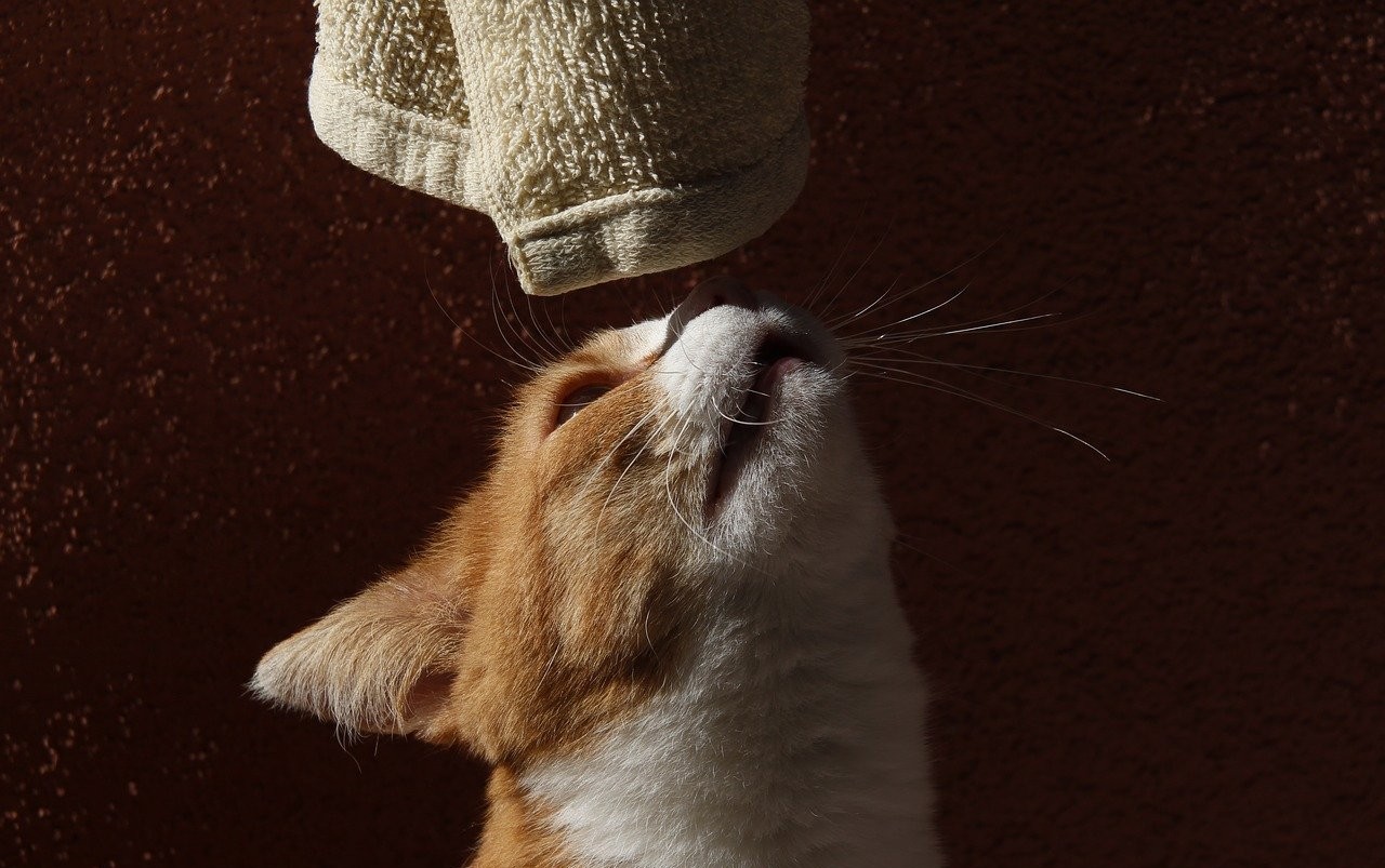 gatto annusa indumento usato
