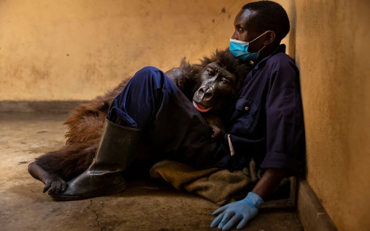 gorilla selfie muore abbracciata uomo