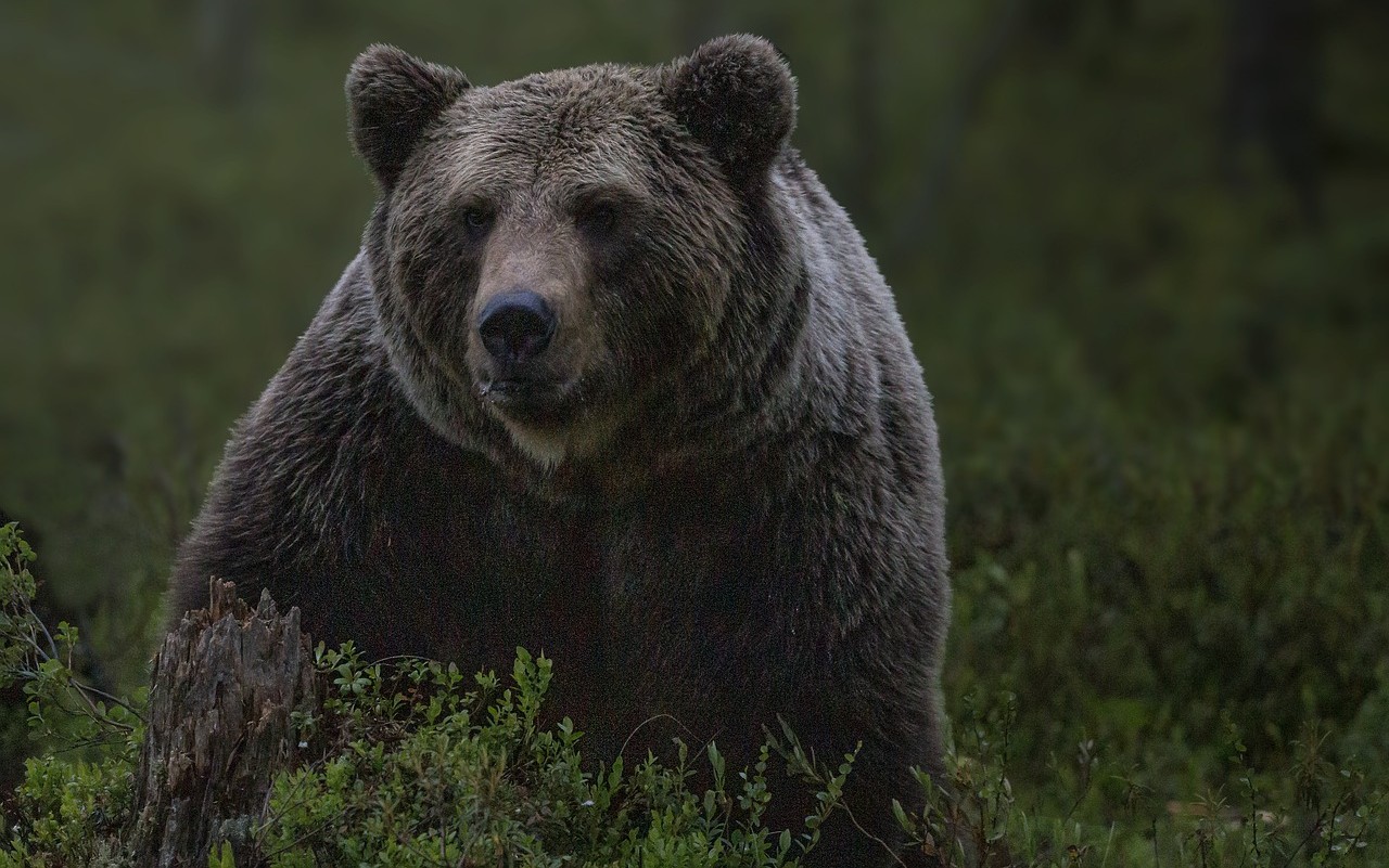 orso marsicano investito
