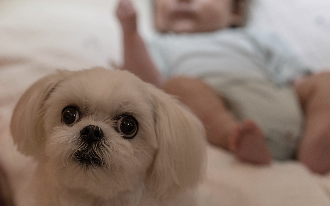pediatri cani fanno bene bambini