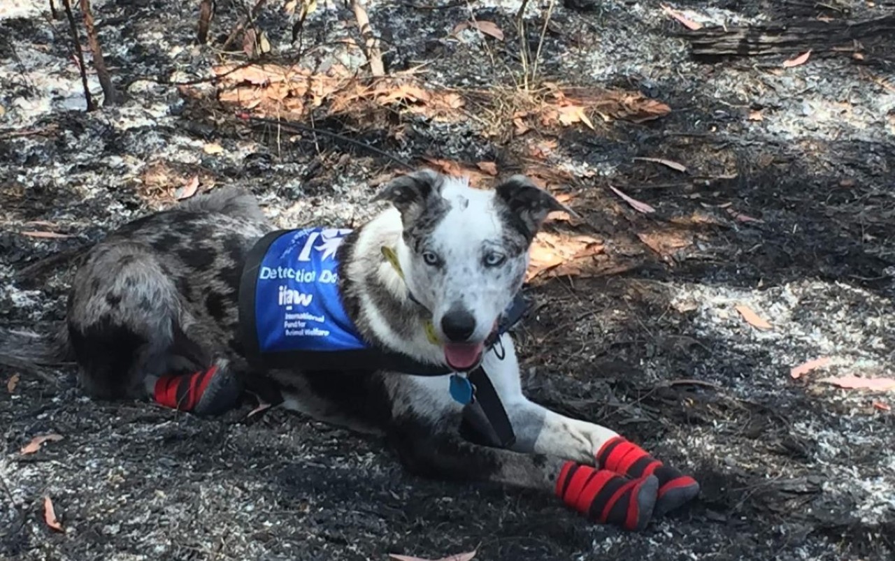 premio Bear cane eroe incendi Australia