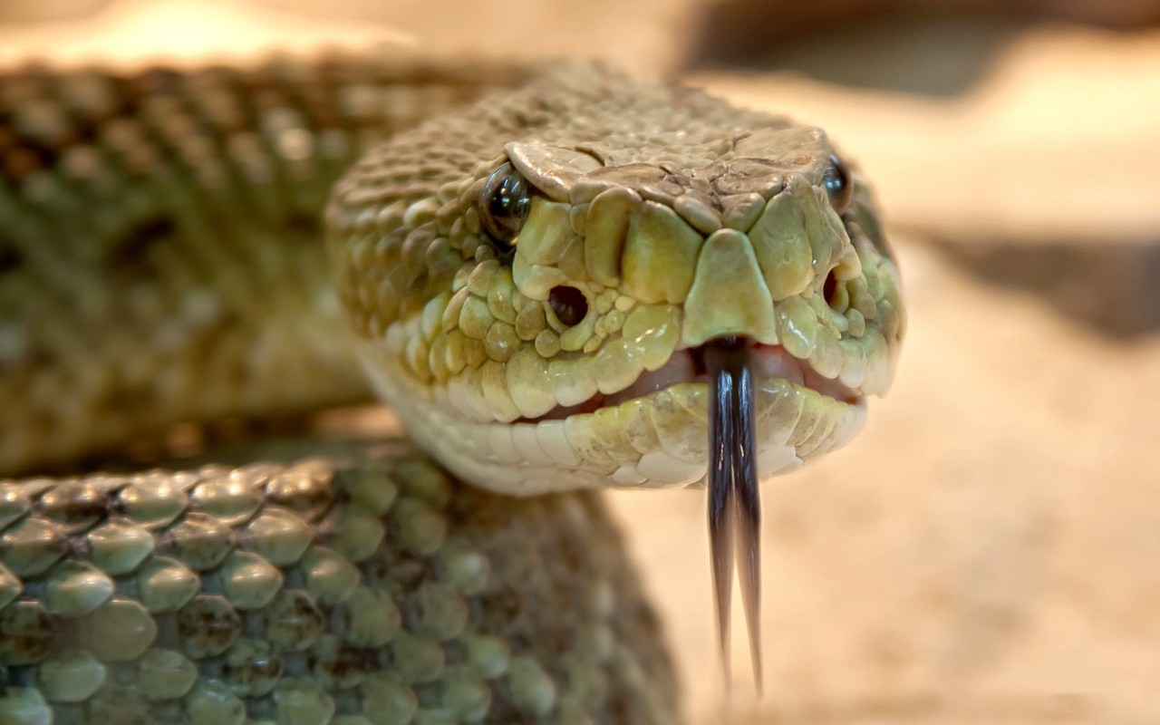 serpente a sonagli