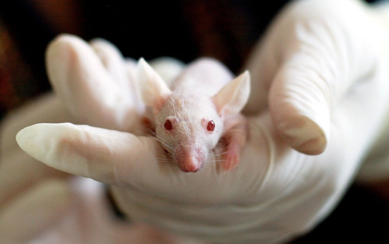 sperimentazione animali Decreto metodi alternativi