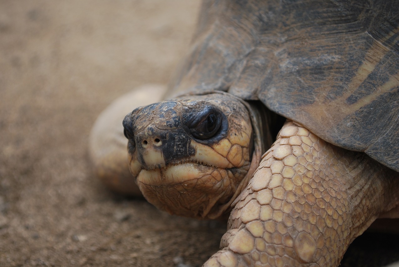 tartaruga gigante tangenziale Salento