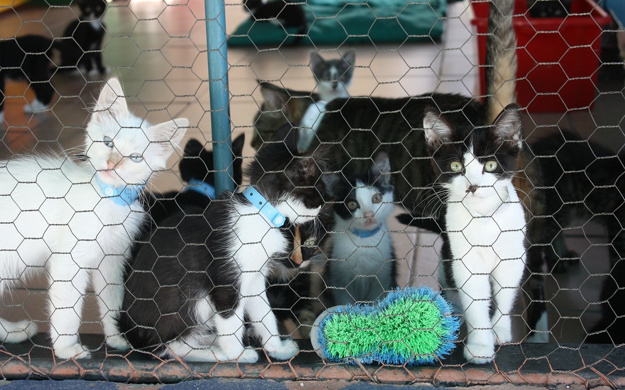Empoli eredità a cani e gatti
