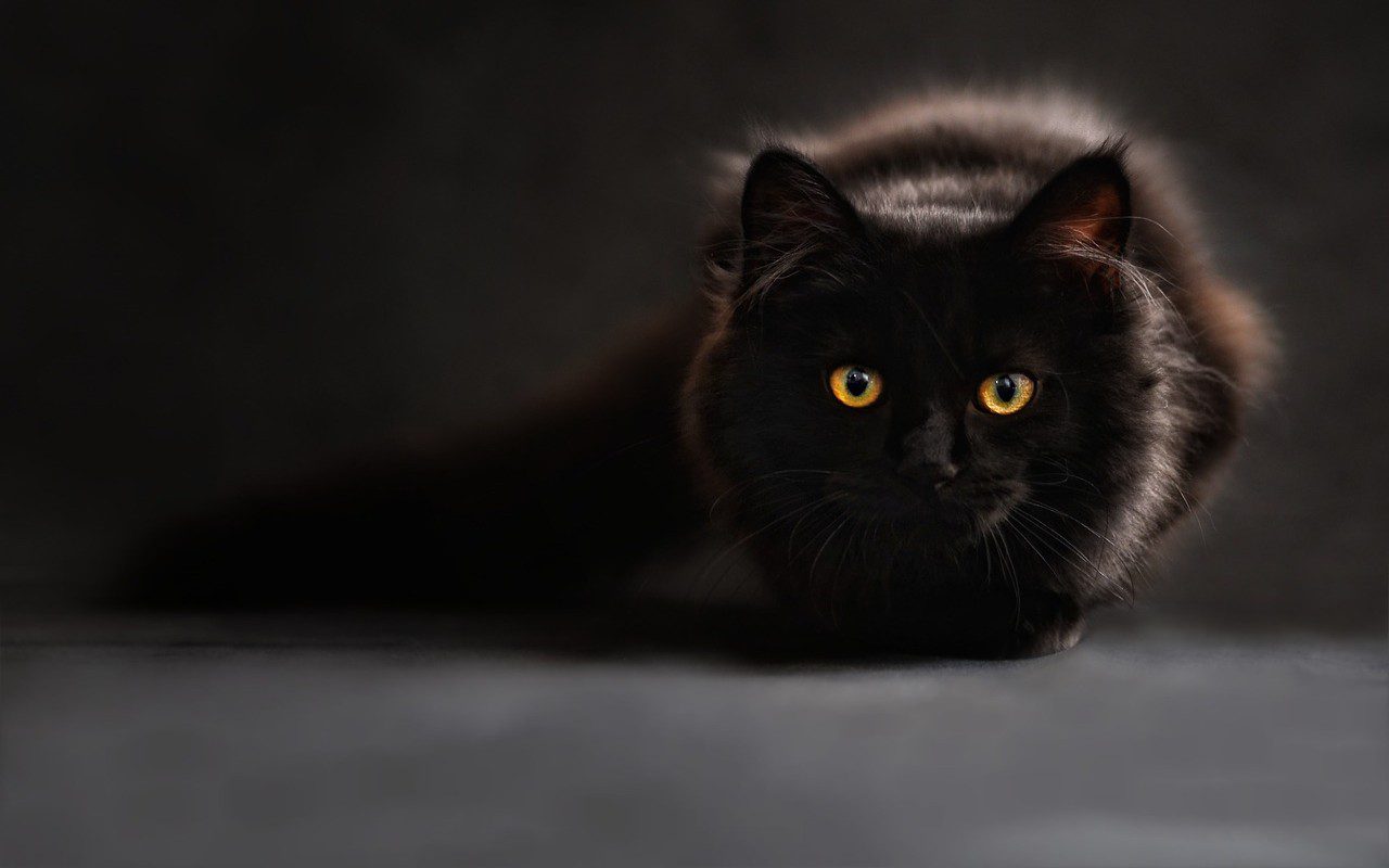 Giornata Internazionale gatto nero