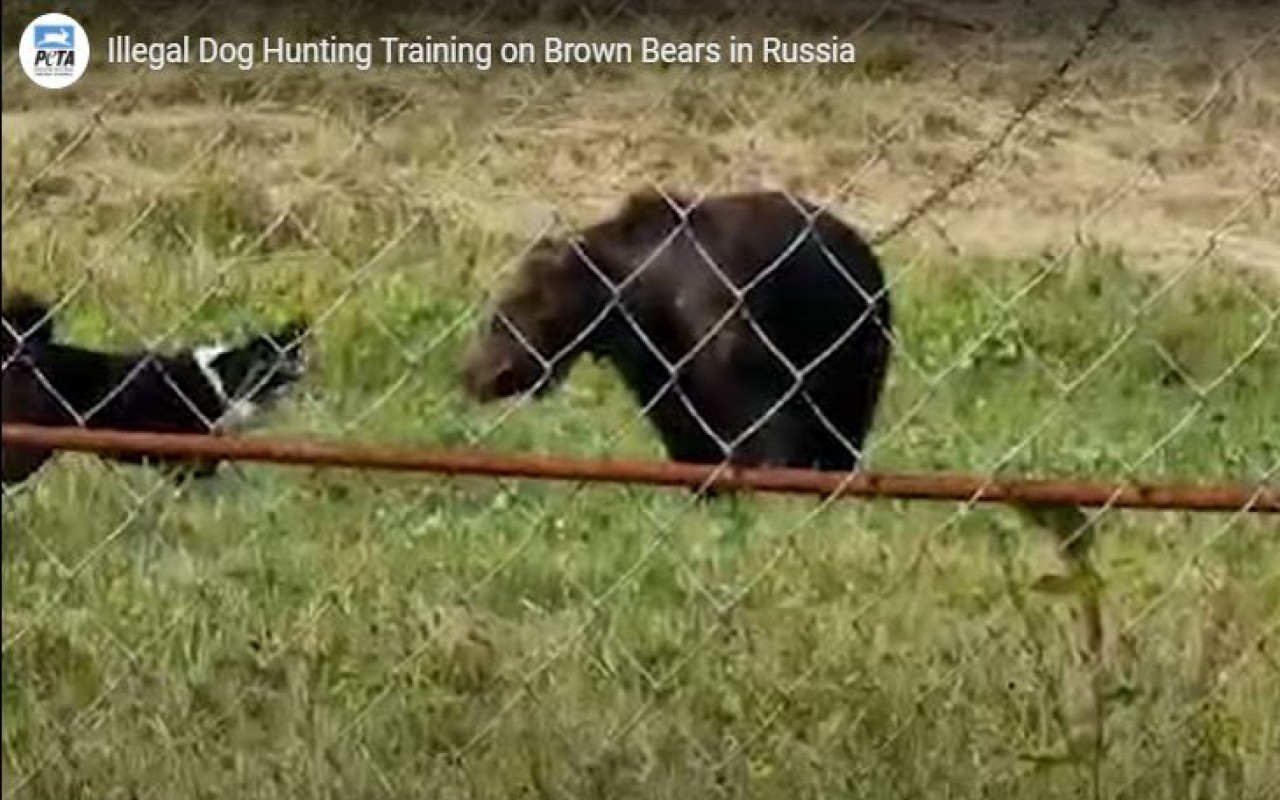 PETA appello addestramento cani caccia