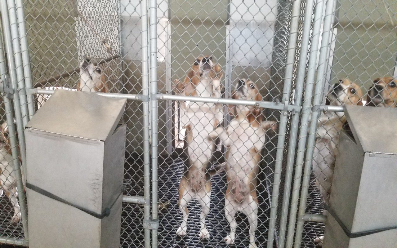 PETA beagle esperimenti