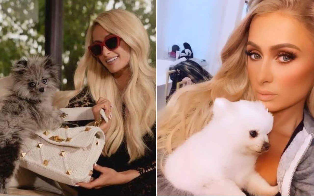 Paris Hilton cani