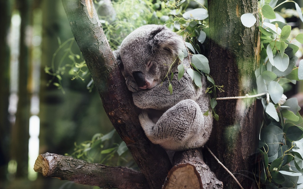 clamidia koala Australia