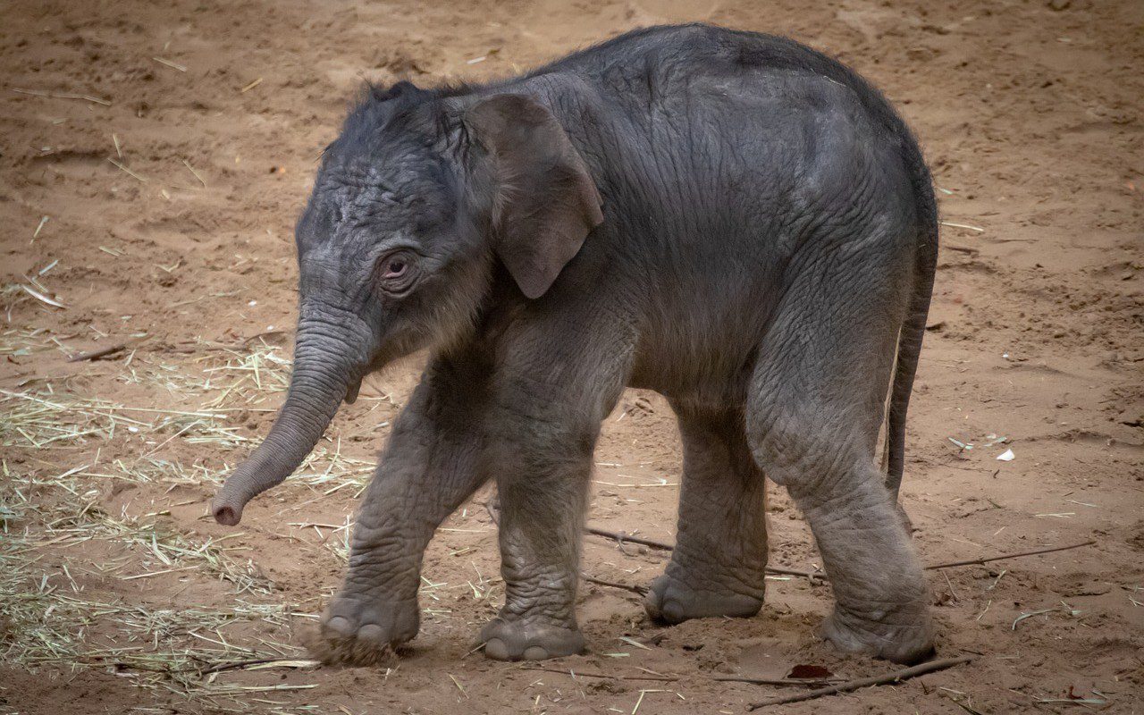 morta elefante proboscide amputata