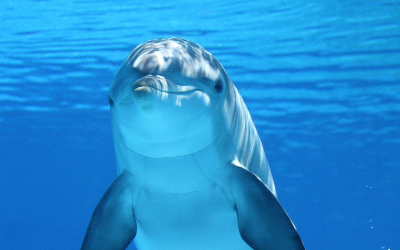 morto delfino Winter
