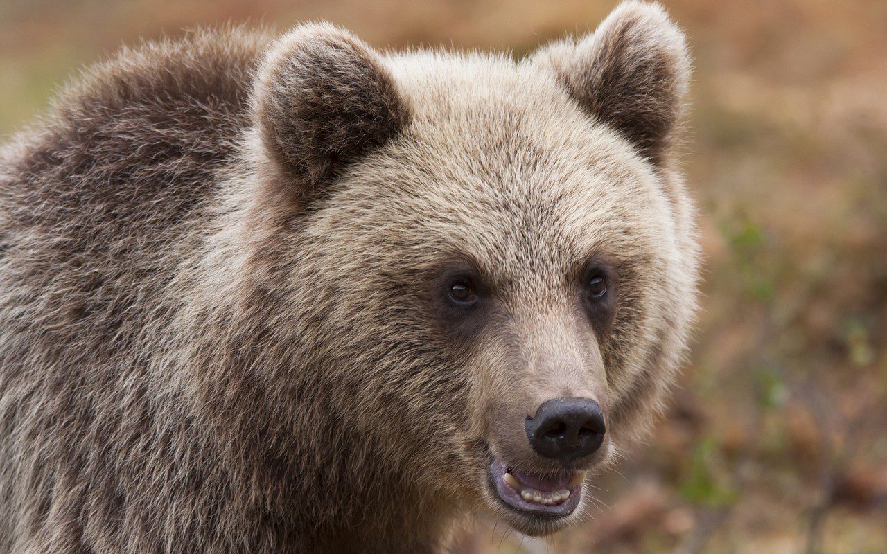 orso Gorizia