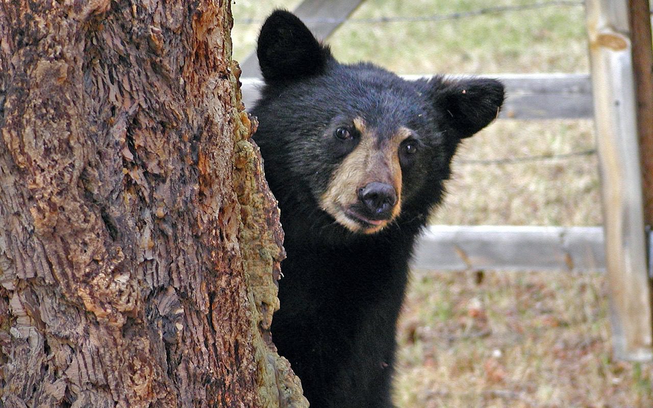 orso salvato commercio bile