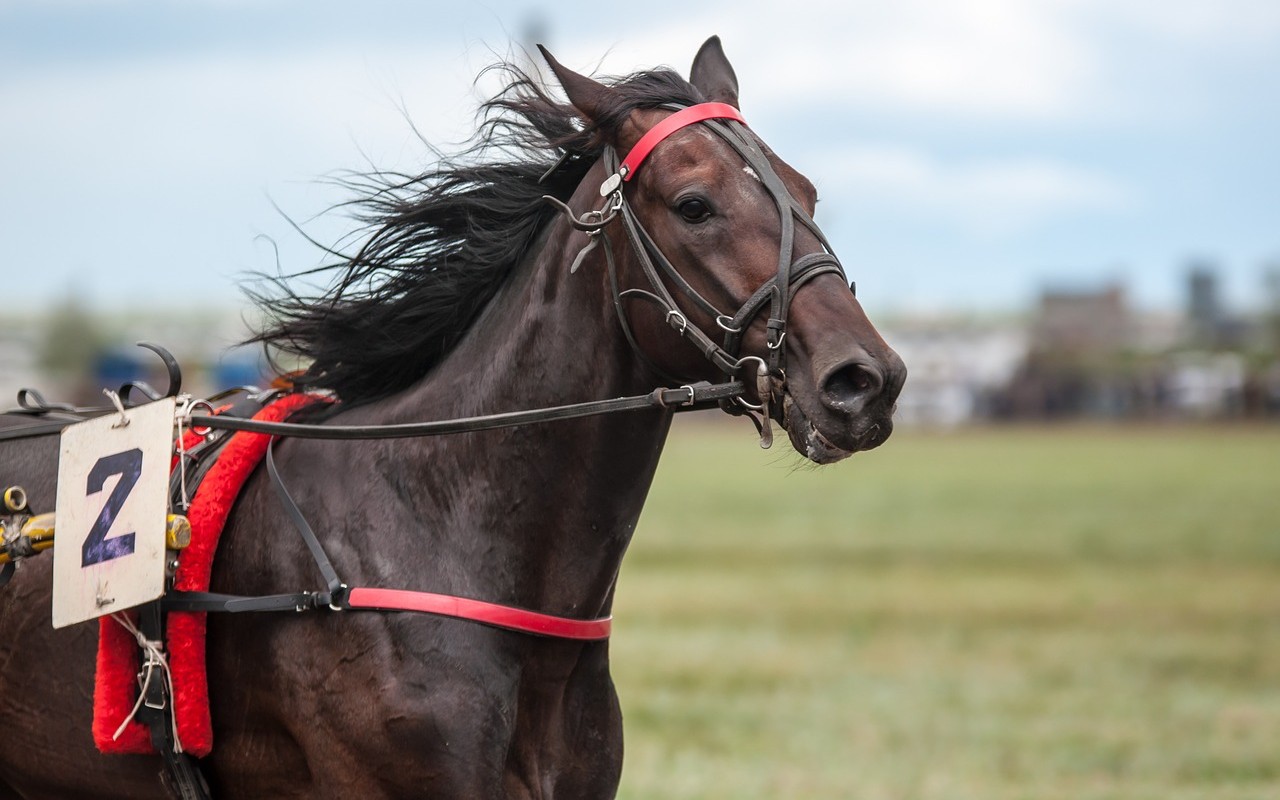 pentathlon cambia dopo cavallo maltrattato a Tokyo