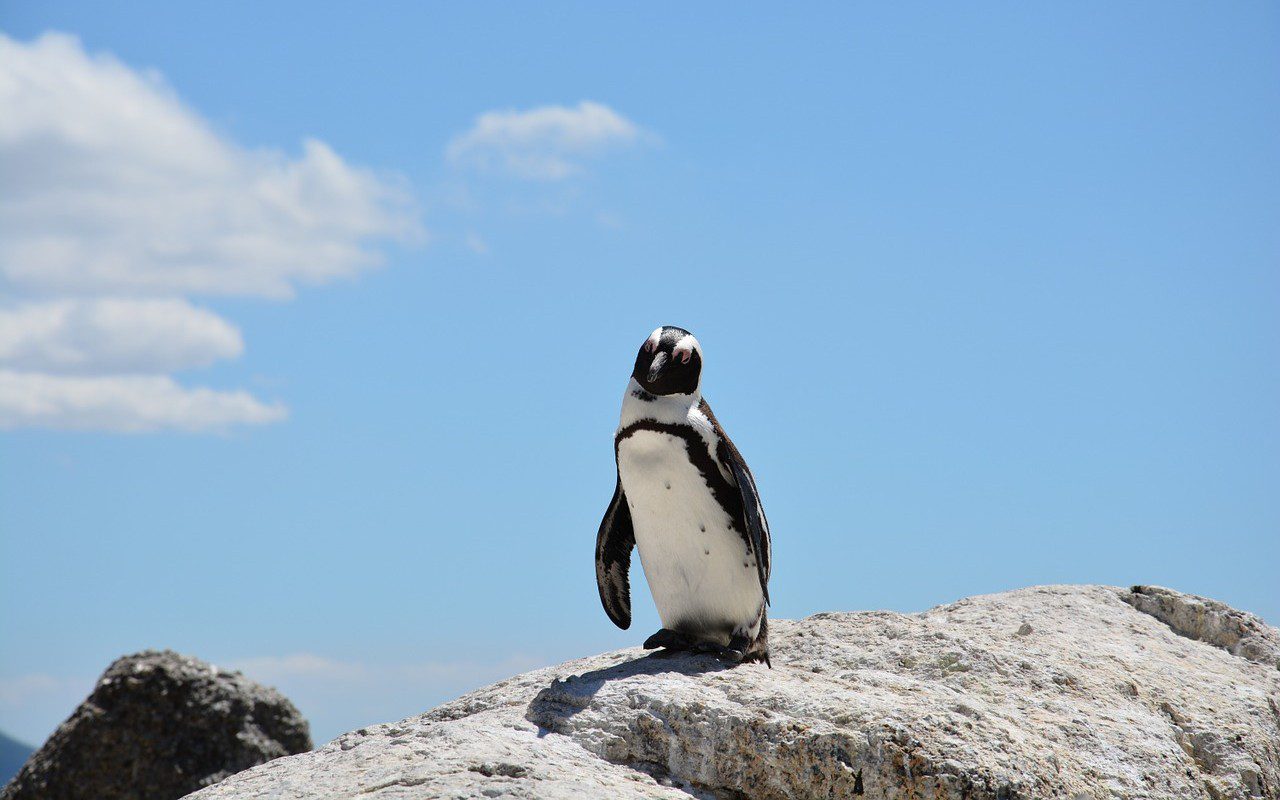 pinguino Nuova Zelanda