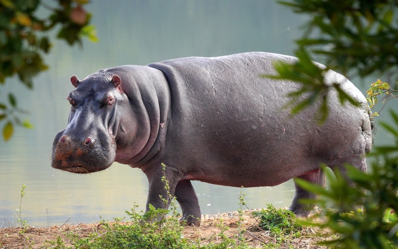 Ippopotami Covid zoo Anversa