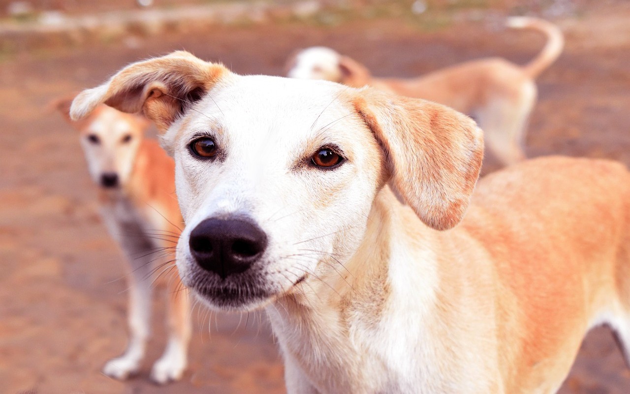 Italia cani avvelenati