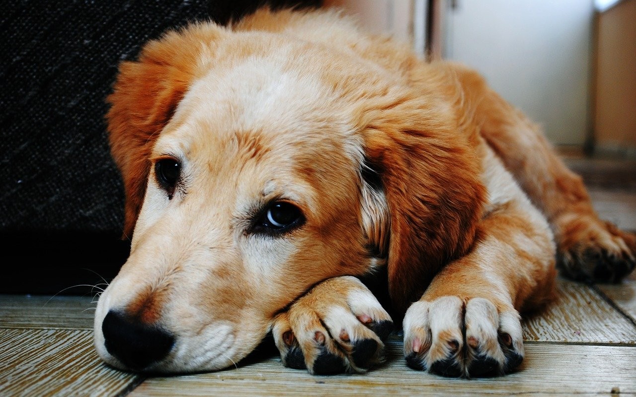 adozione cani a distanza