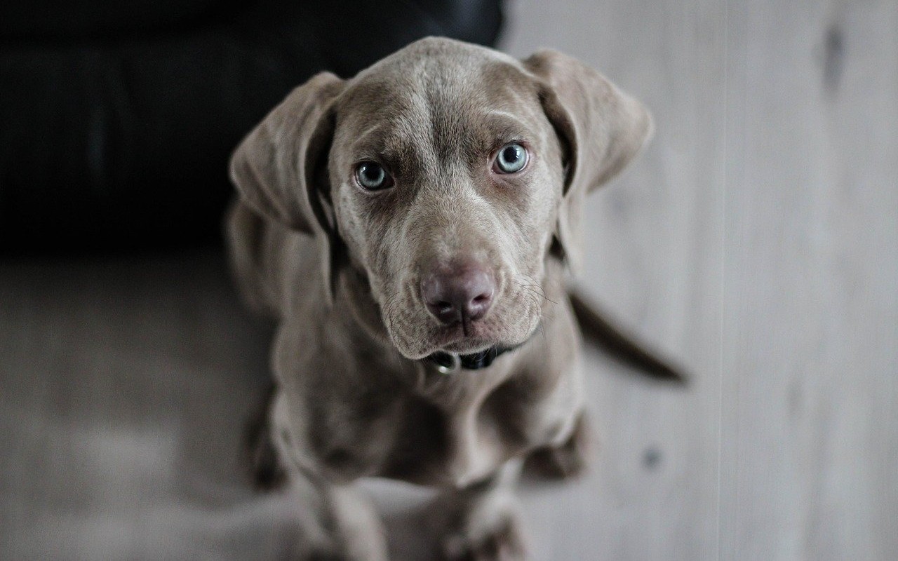 cane fa fusa