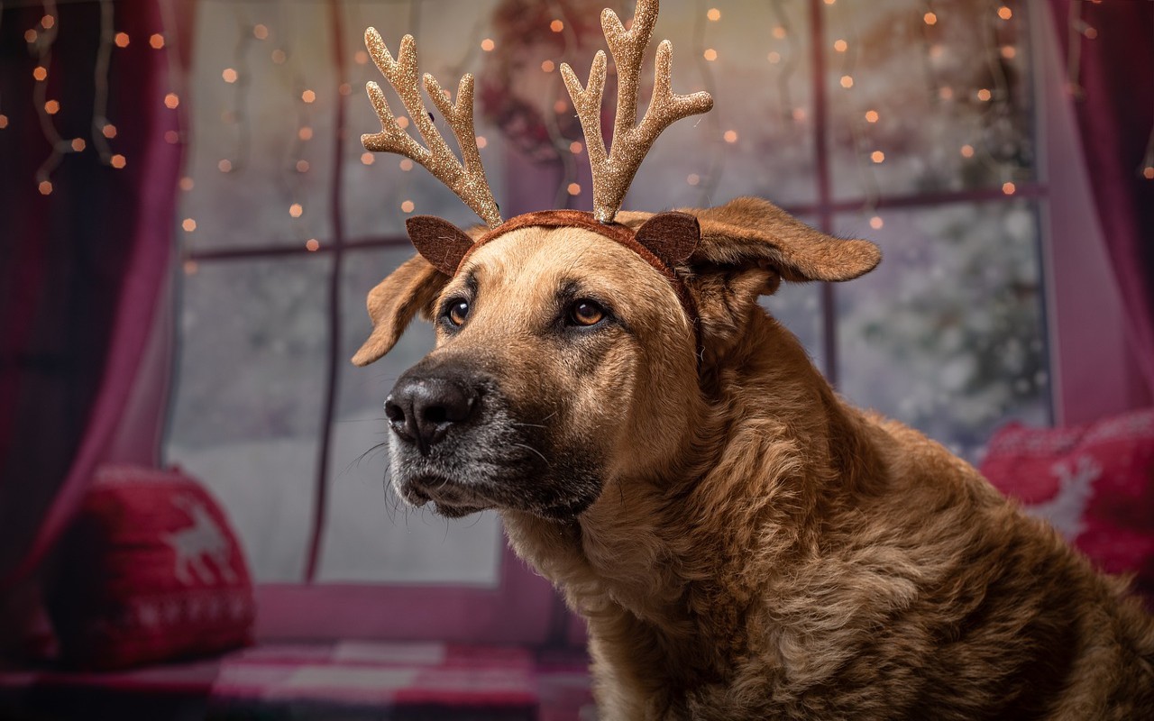feste sicure cani gatti