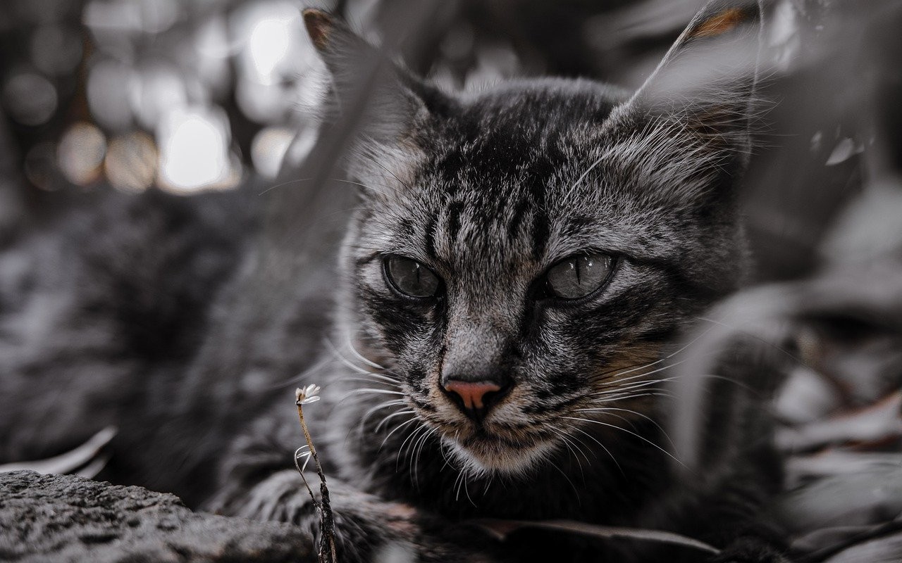 gatti morti Francia