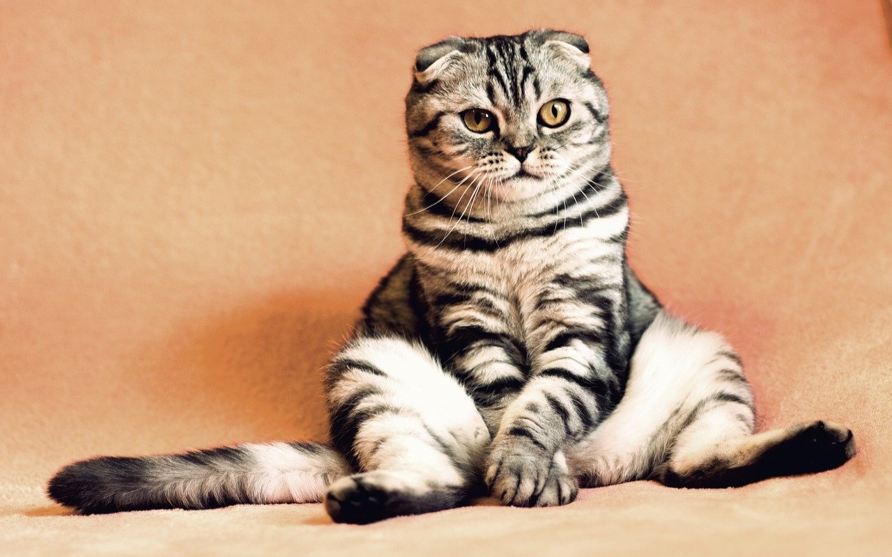 nomi animali domestici