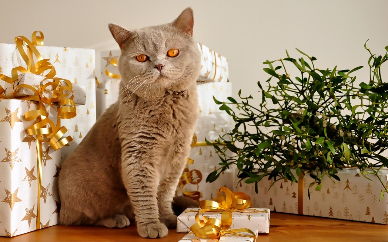 regali gatto Natale
