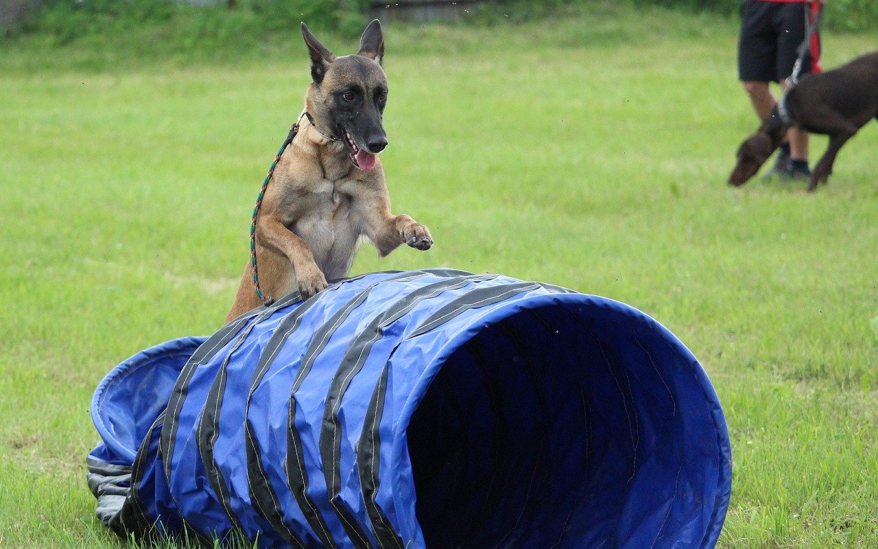 Pet Training cane allenamento