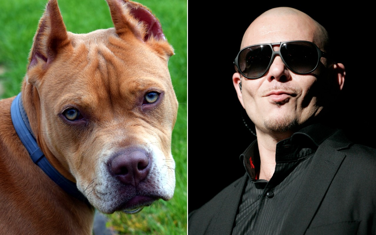Pitbull cantante razza