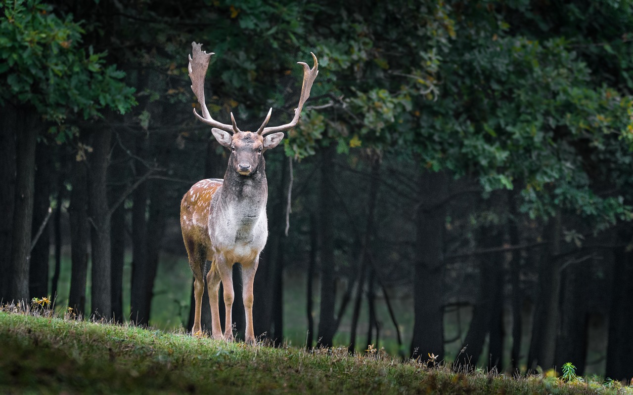 animali selvatici Milano
