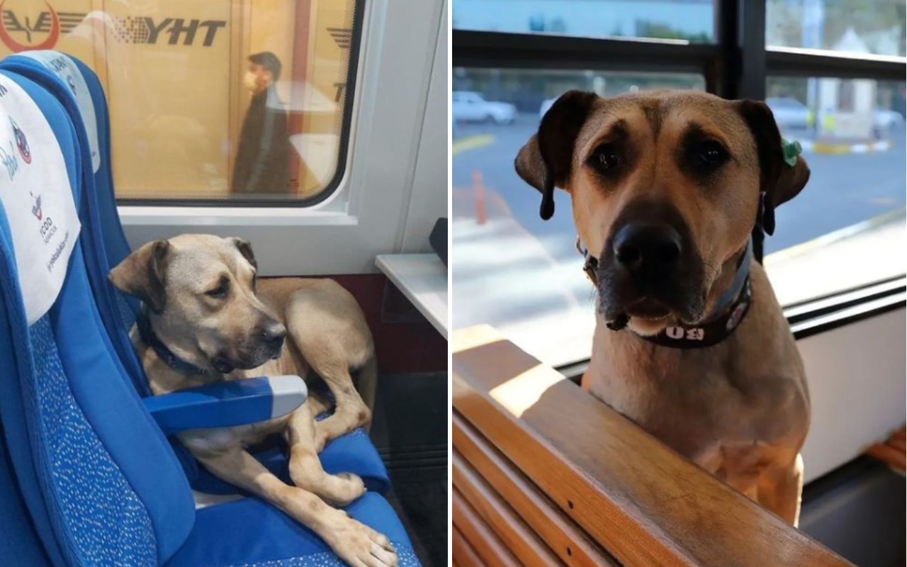 cane randagio Boji