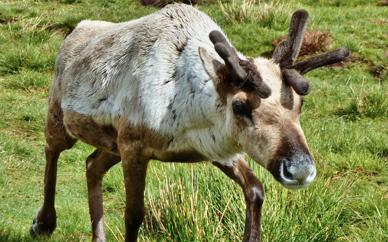 cucciolo renna ucciso lupi