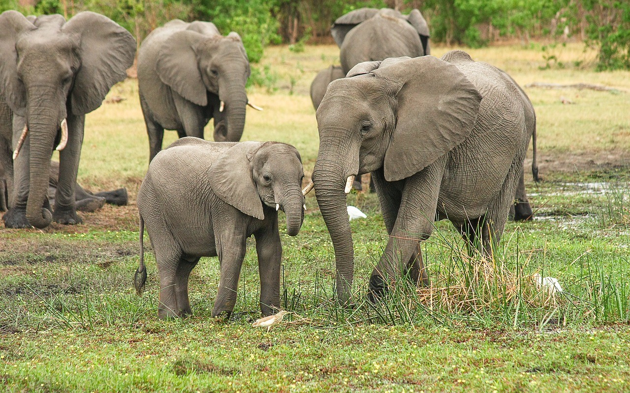 elefantessa partorisce gemelli