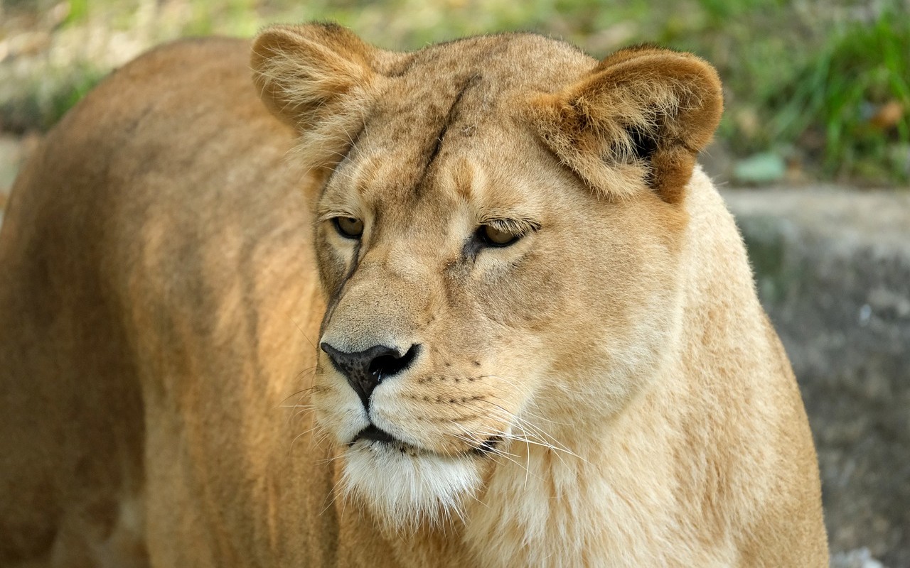 leonessa scorta cucciolo gnu