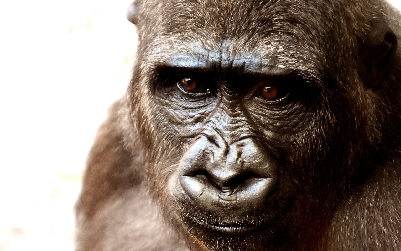morto gorilla anziano mondo