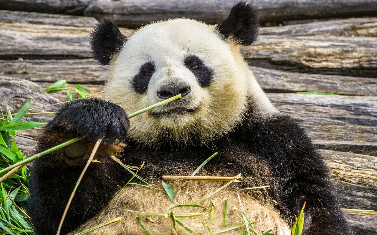 panda bambù