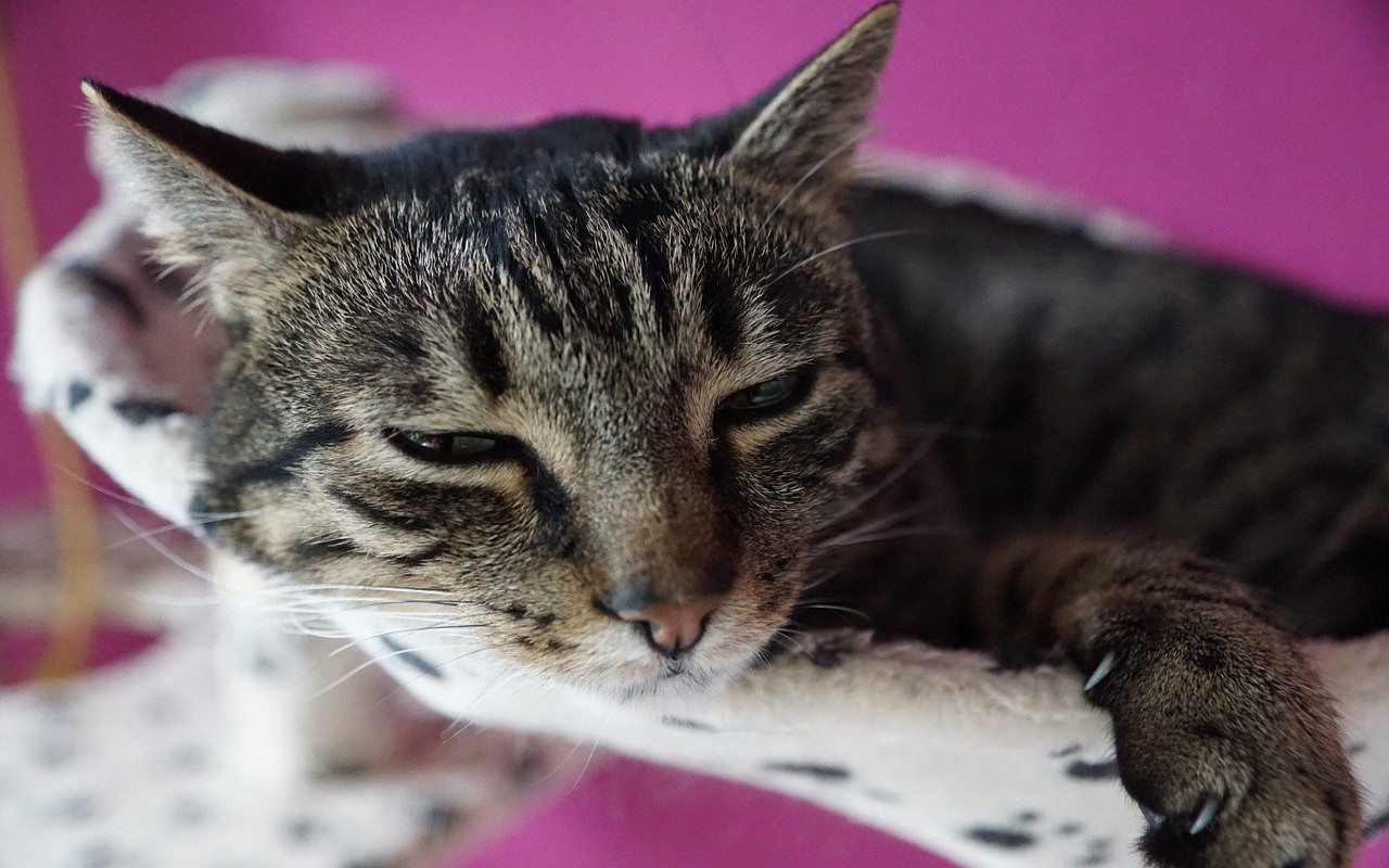 parassiti gatti