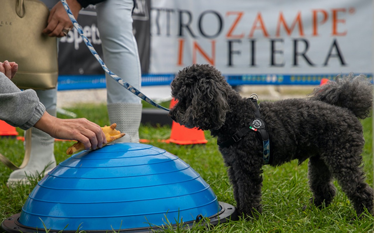 quattrozampe in fiera microchip cane