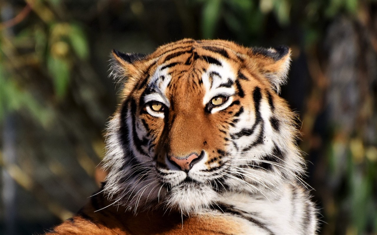 tigre morta India