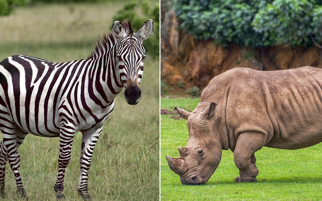 zebra rinoceronte amicizia