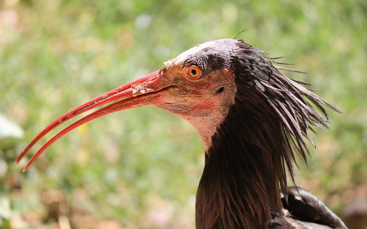 Ibis ucciso Roma