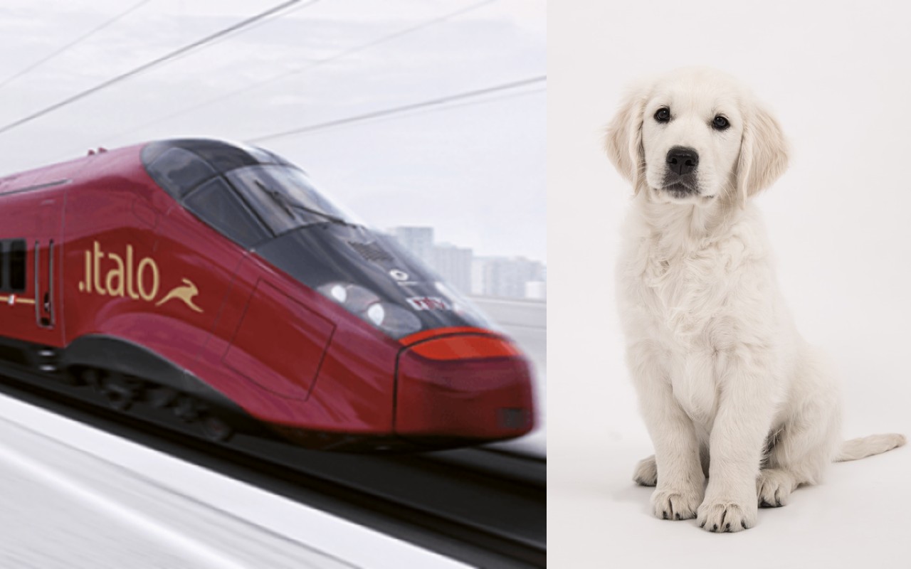 Italo posti cane treno