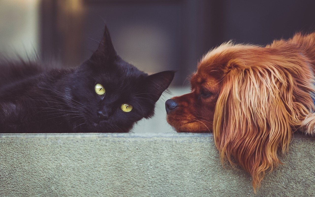 Spagna legge diritti animali