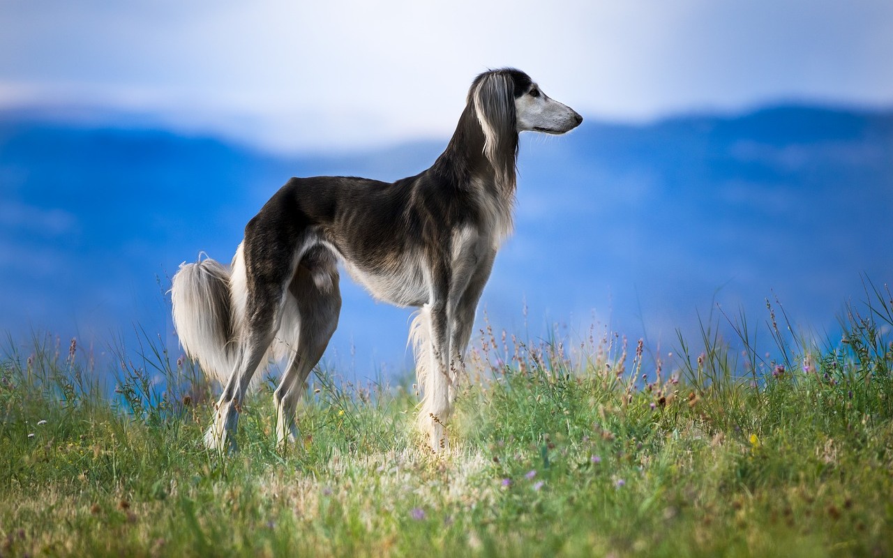 cani adozioni San Valentino