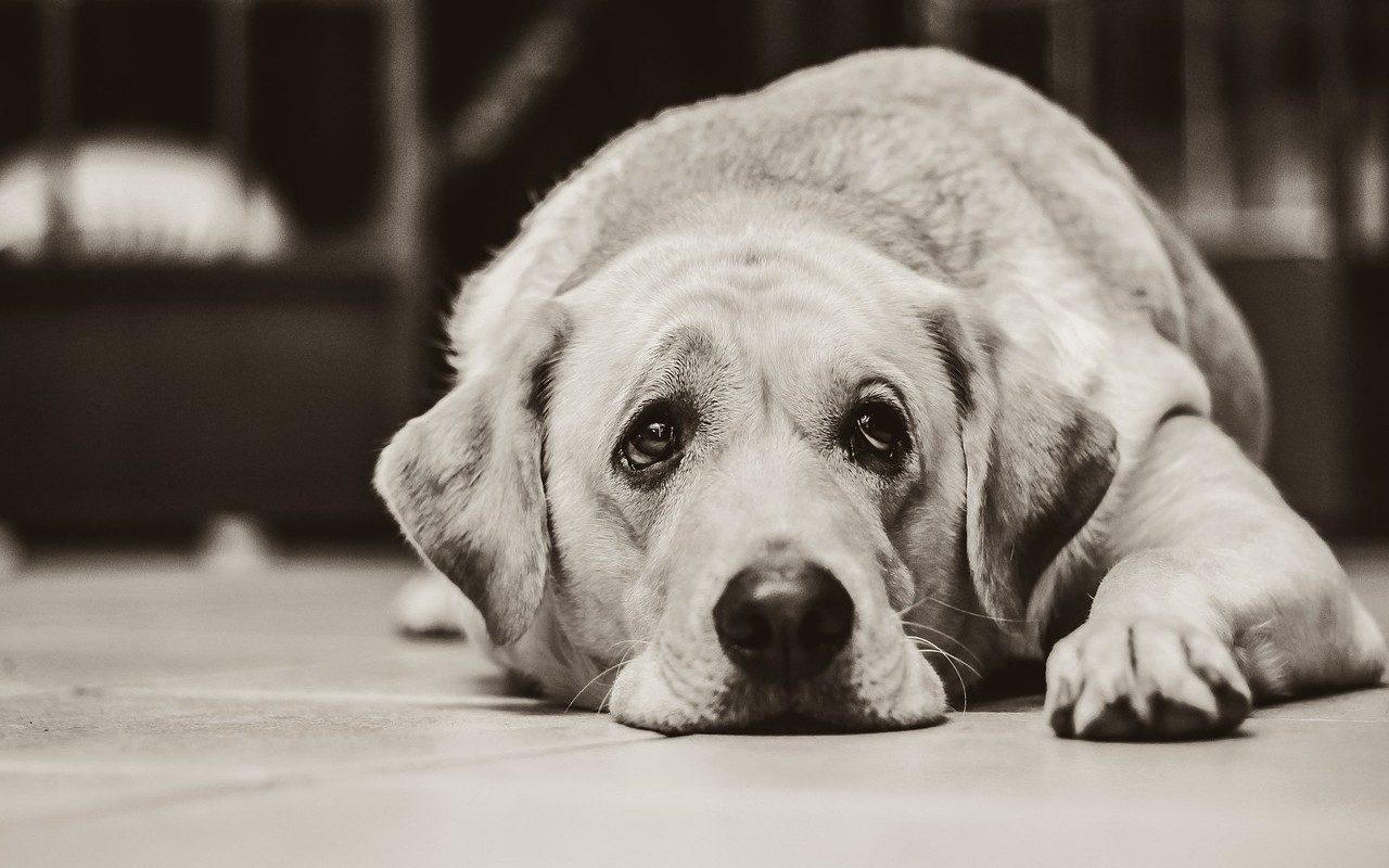 cani vivono lutto